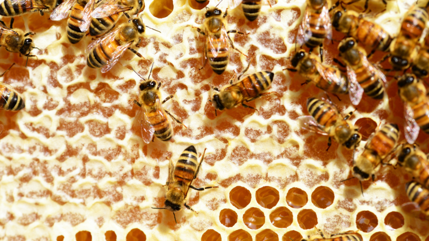Bees_on_a_honeycomb