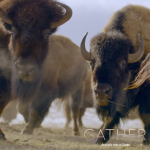 buffalo from the movie Gather